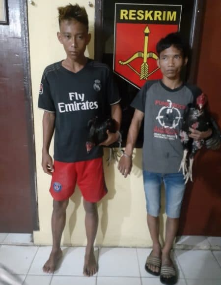 sepasang_ayam_seharga_rp3_juta_dicuri