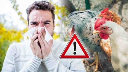 swiss_laporkan_wabah_flu_burung_h5n1
