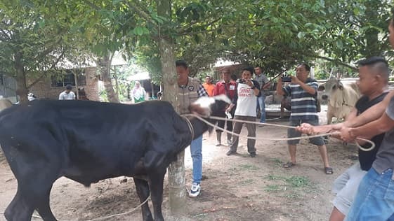 tak_ditemukan_kasus_antraks_di_simalungun