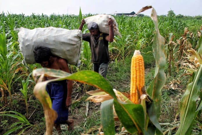 target_produksi_jagung_2025
