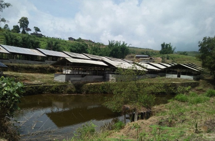 ternak_babi_pondok_bulu_melebihi_kapasitas