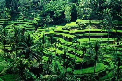ubud_jadi_model_gastronomi_dunia