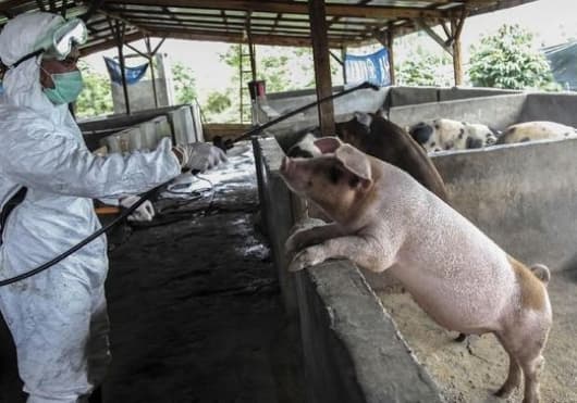 waspada_flu_babi_afrika_sudah_masuk_batam