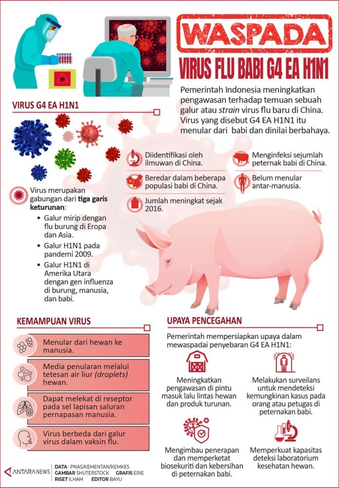 waspadai_virus_flu_babi_g4_ea_h1n1