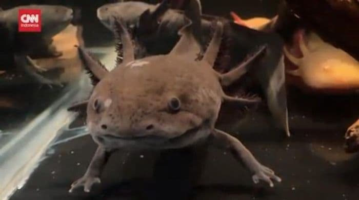 axolotl_amfibi_langka_edemik_meksiko_yang_kini_terancam_punah