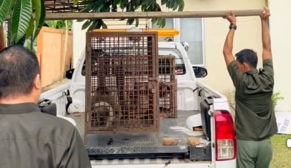 bksda_wilayah_ii_stabat_pindahkan_empat_satwa_liar_dilindungi_ke_pps_sibolangit