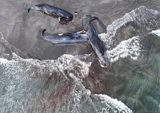 paus_terdampar_di_jepang_akibat_gempa_rusia