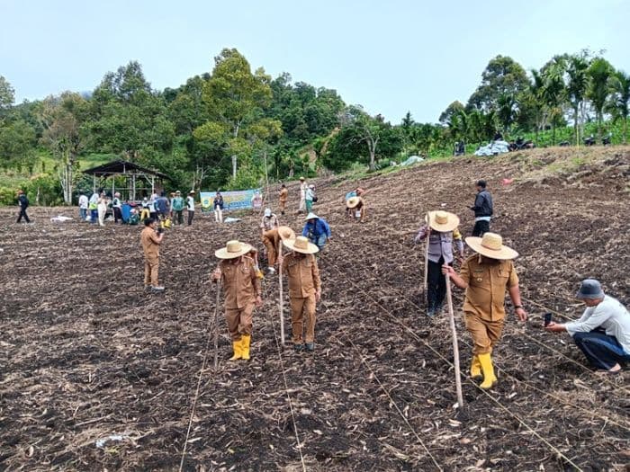 bumdes_tinada_tanam_jagung_perdana_dukung_ketahanan_pangan_desa
