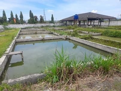 selama_tiga_bulan_produksi_ikan_di_simalungun_capai_36000_ekor