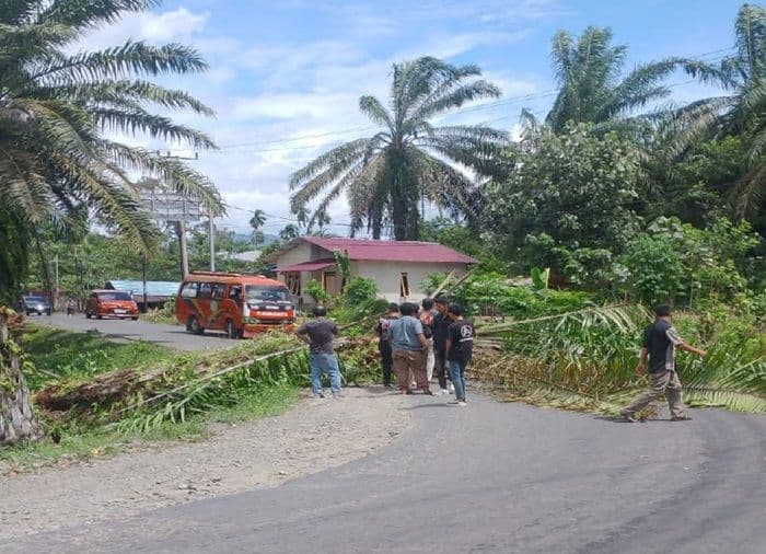 pohon_sawit_tumbang_akibat_angin_kencang_akses_ke_bukit_lawang_sempat_terganggu