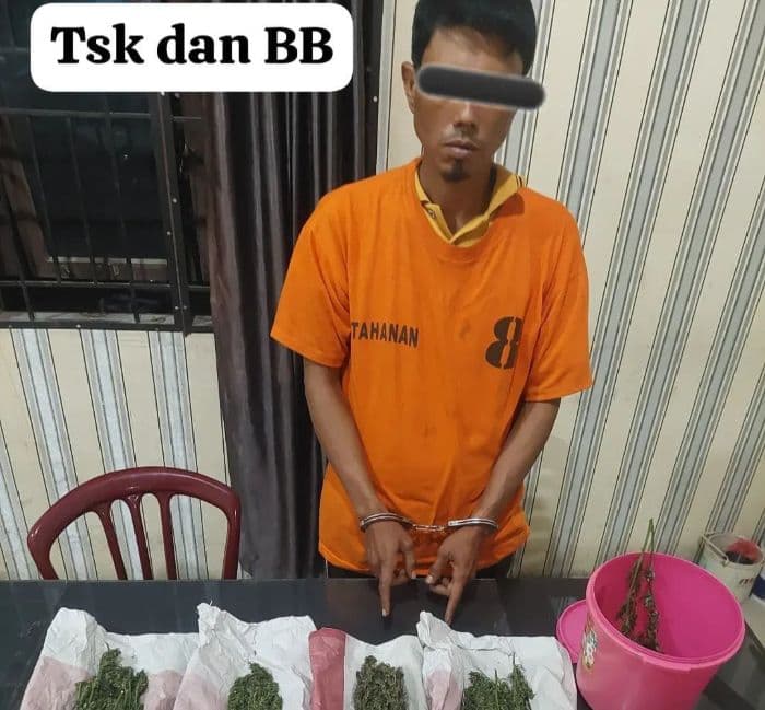 pengedar_ganja_di_tiga_panah_karo_diringkus_polisi