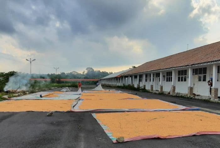 harga_jagung_naik_petani_simalungun_optimistis_hadapi_musim_panen