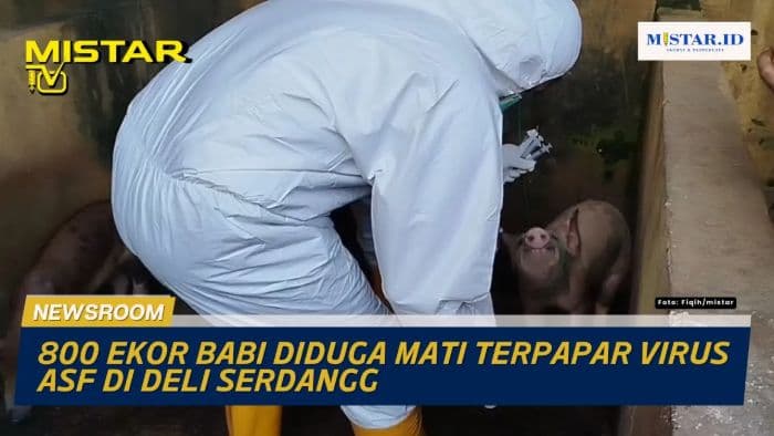 newsroom_800_ekor_babi_diduga_mati_terpapar_virus_asf_di_deli_serdangg