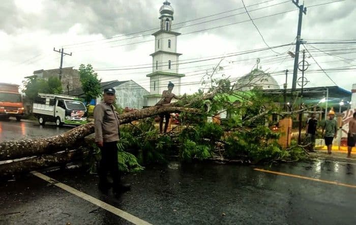pohon_tumbang_jalan_lintas_medanaceh_sempat_lumpuh_total_di_langkat