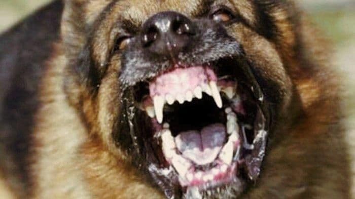 anak_wni_di_malaysia_meninggal_akibat_rabies_kjri_kuching_imbau_waspada