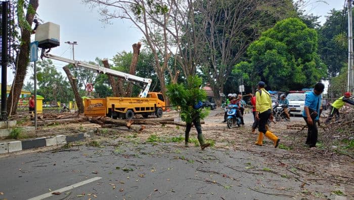 dinas_lingkungan_hidup_langkat_tebang_pohon_tua_jalan_proklamasi_diblokir_sementara