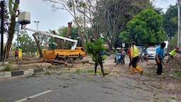 dinas_lingkungan_hidup_langkat_tebang_pohon_tua_jalan_proklamasi_diblokir_sementara