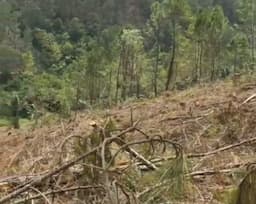 dokumen_belum_lengkap_penebangan_pinus_di_balige_tetap_berlanjut_ini_kata_upt_kphl