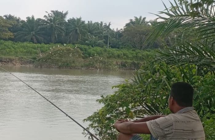 spesies_burung_bangau_putih_hiasi_aliran_sungai_padang_sergai