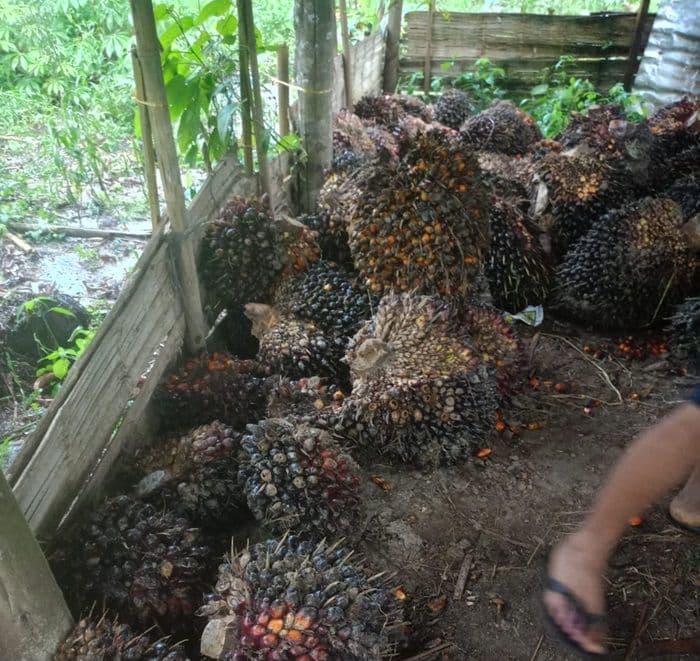 kebun_sawit_milik_warga_di_bangun_purba_deli_serdang_digasak_ninja