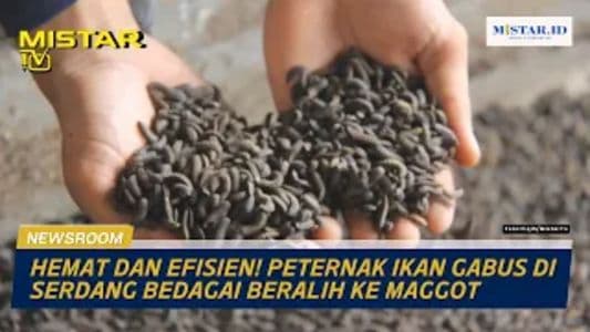newsroom_hemat_dan_efisien_peternak_ikan_gabus_di_serdang_bedagai_beralih_ke_maggot