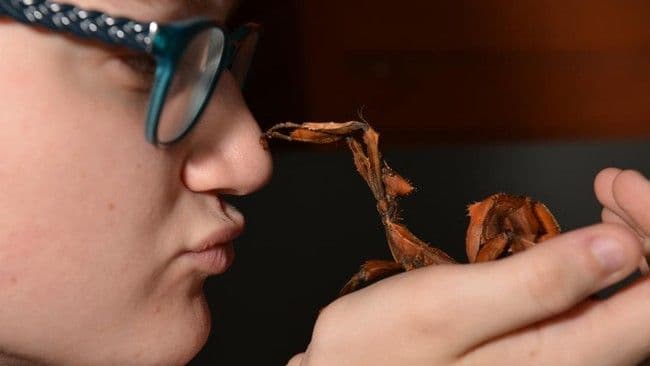 spesies_baru_serangga_tongkat_terberat_ditemukan_di_hutan_terpencil_australia