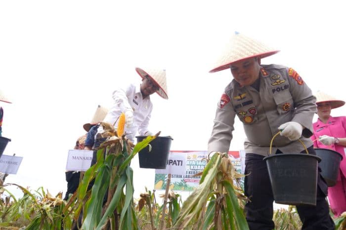 panen_jagung_20_ton_di_labusel_bupati_fery_ajak_semua_pihak_dukung_ketahanan_pangan