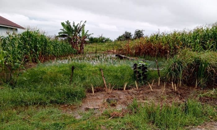 tiga_minggu_menunggu_petani_toba_akhirnya_tersenyum_setelah_hujan_turun_