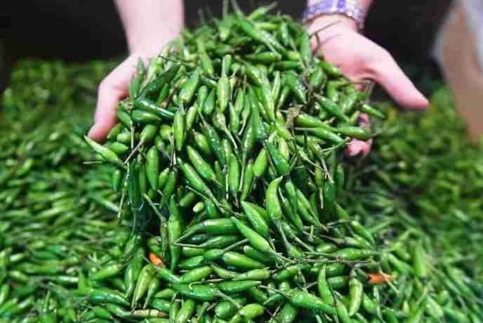 cabai_rawit_hijau_makin_terasa_pedas_di_pasar_delimas_lubuk_pakam