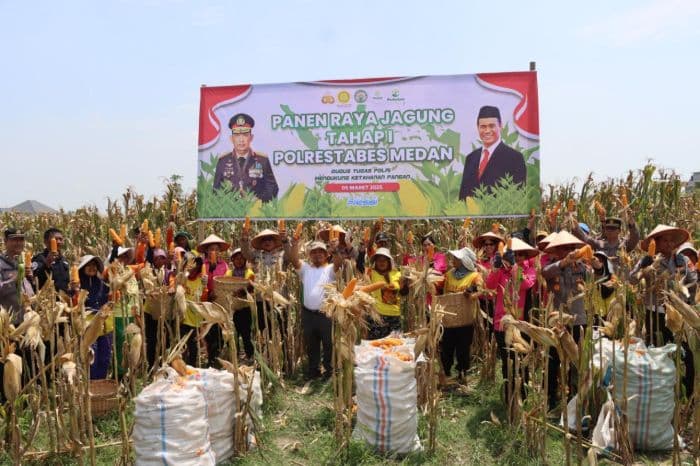 polrestabes_medan_panen_jagung_perdana_di_desa_bandar_klippa_