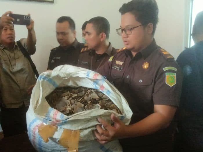sekarung_sisik_trenggiling_diserahkan_ke_kejari_asahan