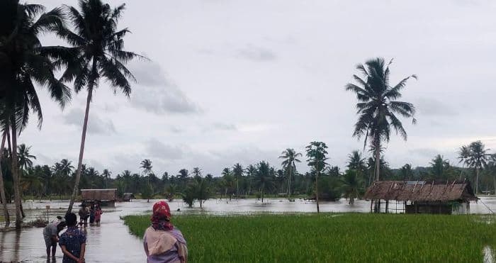 terendam_banjir_sawah_baa_di_desa_hilidaura_nias_barat_terancam_gagal_panen