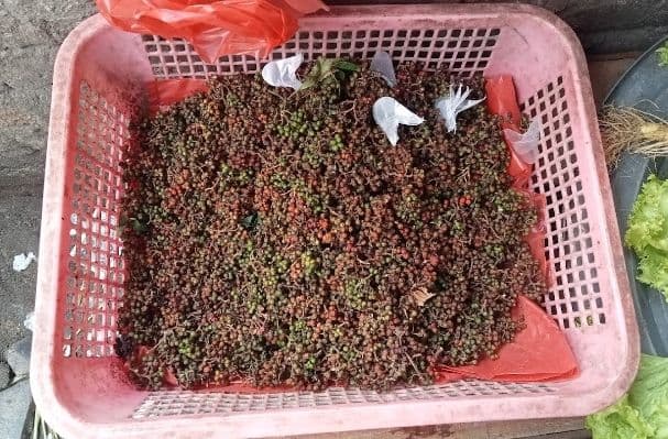 harga_andaliman_anjlok_kini_setara_dengan_cabai