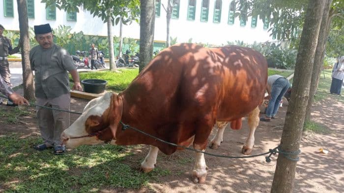 begini_penampakan_sapi_1_ton_dari_presiden_prabowo_untuk_warga_deli_serdang