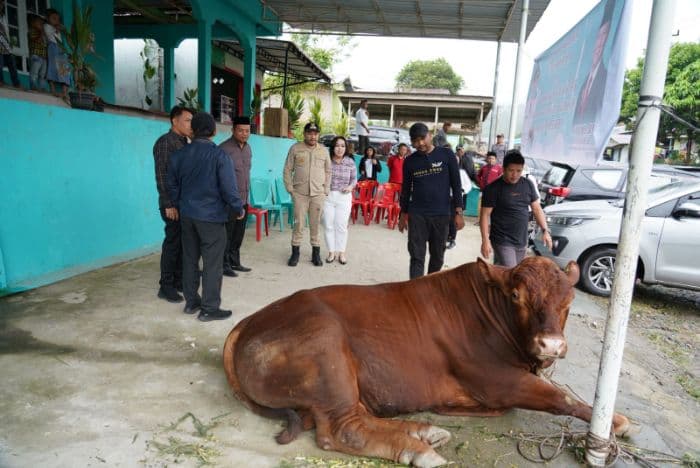 bupati_pakpak_bharat_serahkan_sapi_kurban_dari_presiden_prabowo_ke_masjid_al_ikhlas