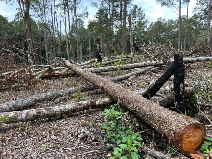 hutan_repa_di_simalungun_rusak_dprd_lindungi_penyangga_danau_toba