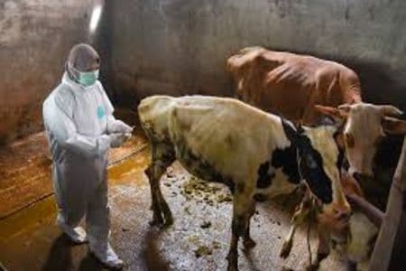 jaga_kesehatan_hewan_pemkab_simalungun_salurkan_2025_dosis_vaksin_sapi_