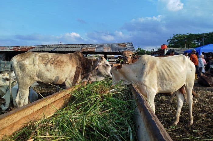 pemko_siantar_sembelih_9_sapi_kurban_tahun_ini