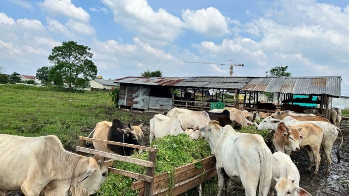 penjualan_hewan_kurban_h1_iduladha_terus_meningkat
