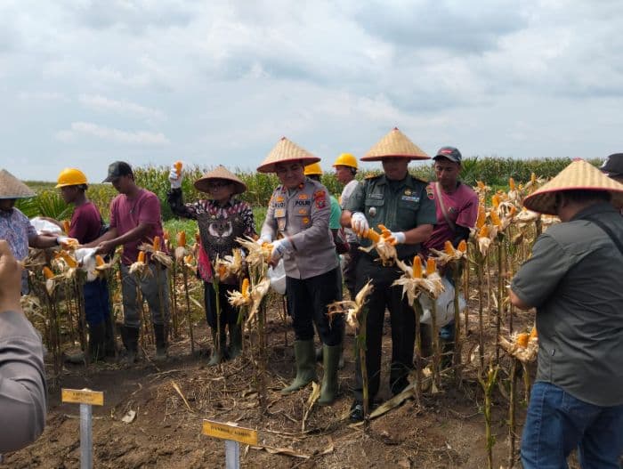 polres_tebing_tinggi_panen_raya_jagung_bukti_jaga_ketahanan_pangan