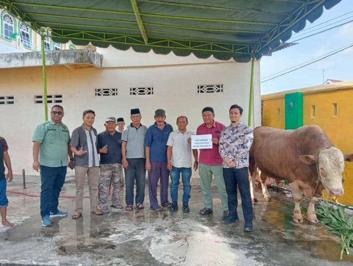 presiden_prabowo_kurban_satu_ekor_sapi_bobot_700_kg_di_langkat