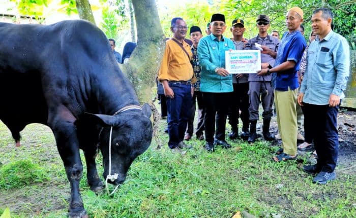 presiden_prabowo_serahkan_sapi_kurban_800_kg_untuk_warga_simalungun_