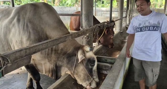 segini_bobot_sapi_dari_presiden_prabowo_untuk_warga_binjai