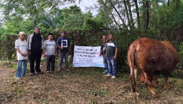 tiba_di_siantar_sapi_kurban_presiden_prabowo_siap_disembelih_untuk_500_warga