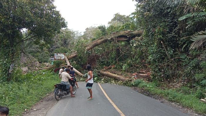 pohon_tumbang_timpa_rumah_warga_di_tobotan_tapsel