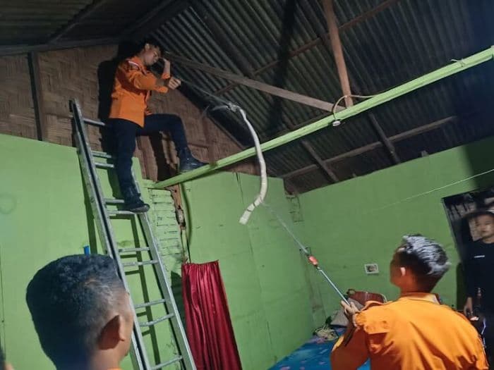 bpbd_binjai_evakuasi_ular_sawah_masuk_ke_rumah_warga_berngam