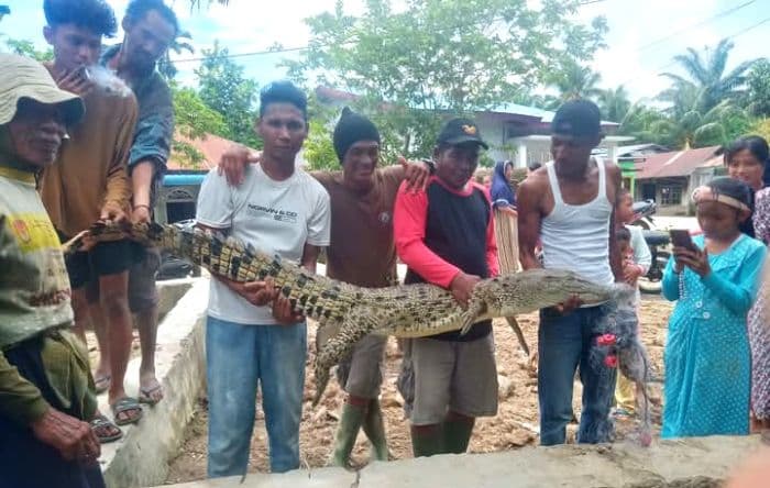 buaya_sangkut_di_jaring_nelayan_gegerkan_warga_bandar_khalifah_sergai