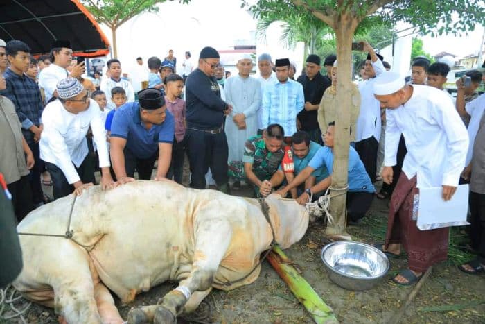 pertama_kalinya_pemkab_labura_sembelih_hewan_kurban_presiden_