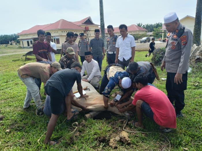 polres_palas_sembelih_9_sapi_kurban_pererat_sinergi_dengan_masyarakat_dan_media