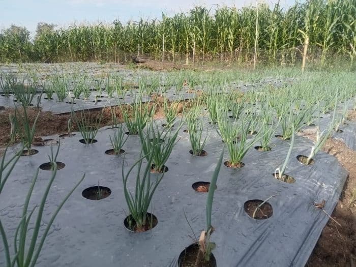 hujan_turun_petani_di_toba_gembira